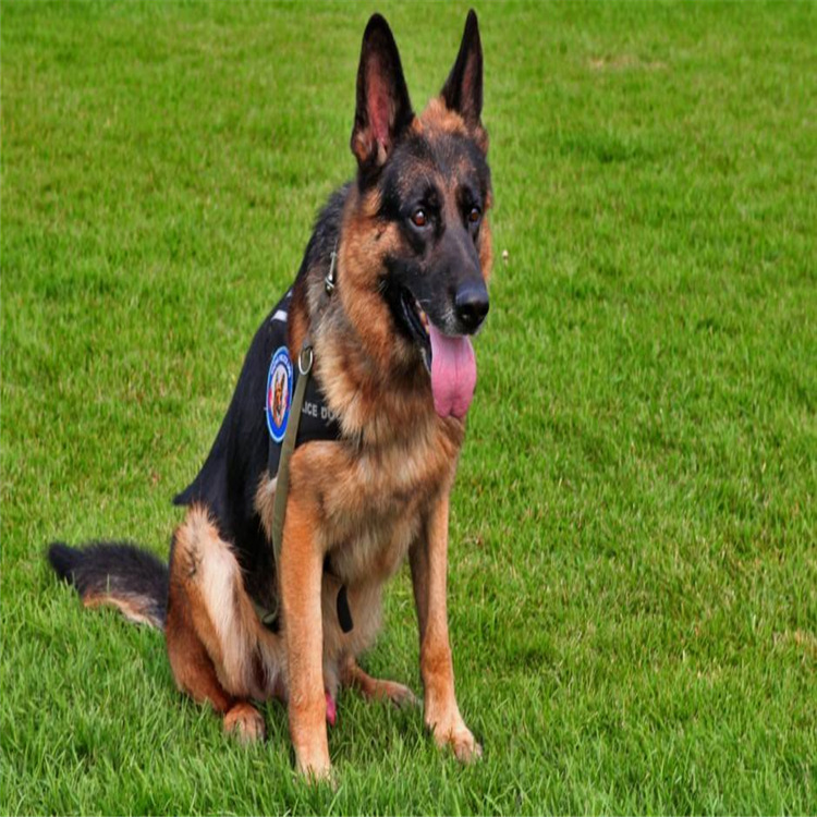 家养德国牧羊犬幼犬 德牧犬价格 看家护院的牧羊犬活体出售