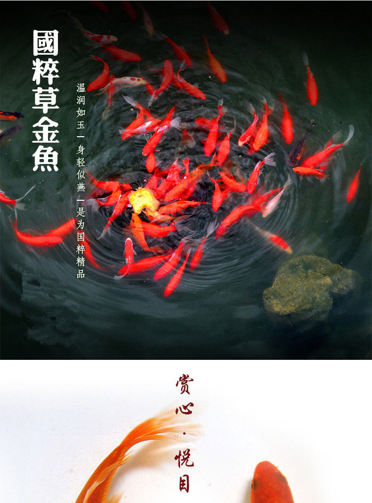 观赏鱼不用加温草金金鱼冷水易养宠物风水小红草锦鲤活体鱼苗宠物