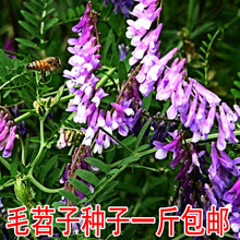 果园绿肥种籽光叶紫花苕种籽毛苕子种子养蜂蜜源植物牧草草籽包邮
