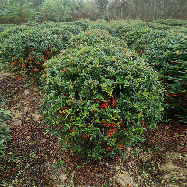 家居庭院围墙绿篱花灌木苗木花卉防盗火棘苗带刺植物火棘球绿化