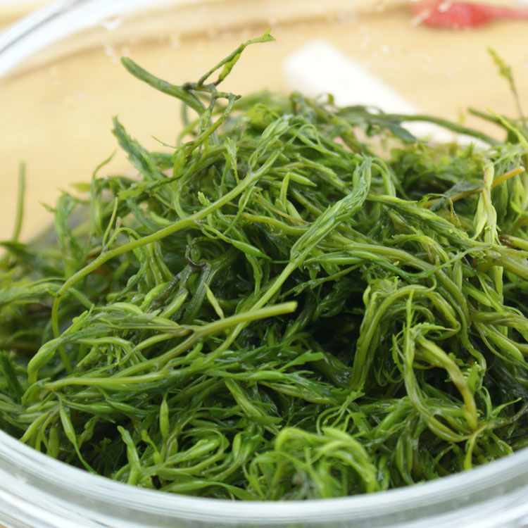 甄选 野生新鲜1斤/5斤盐渍马尾藻龙须菜鞭炮竹碱性海藻长寿菜火锅