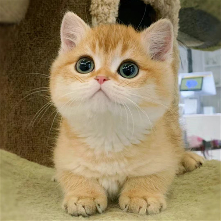 宠物猫咪活体批发金渐层银渐层英短蓝猫矮脚猫幼猫蓝白猫活体