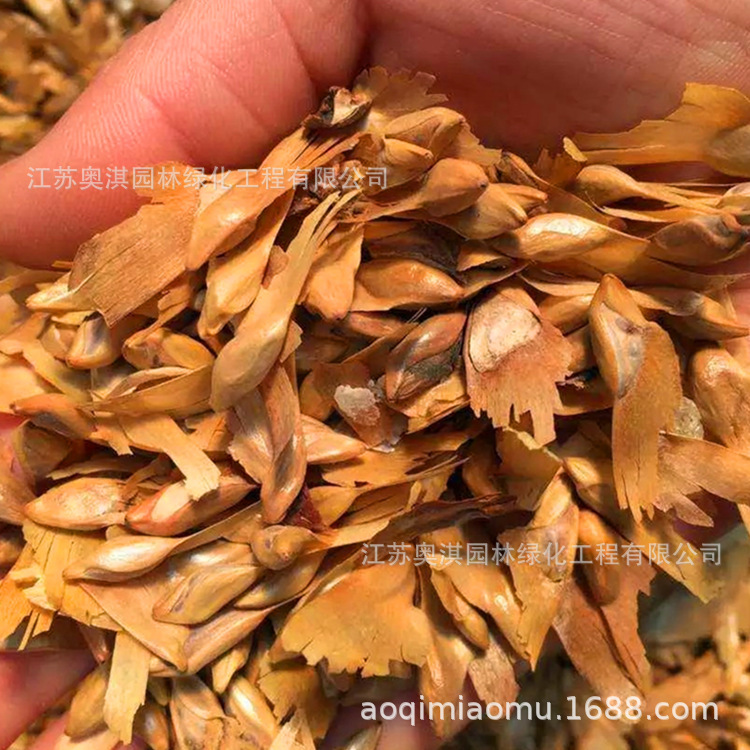 油杉种子江南油杉种子云南油杉种子品种油杉种子量大优惠高出芽率