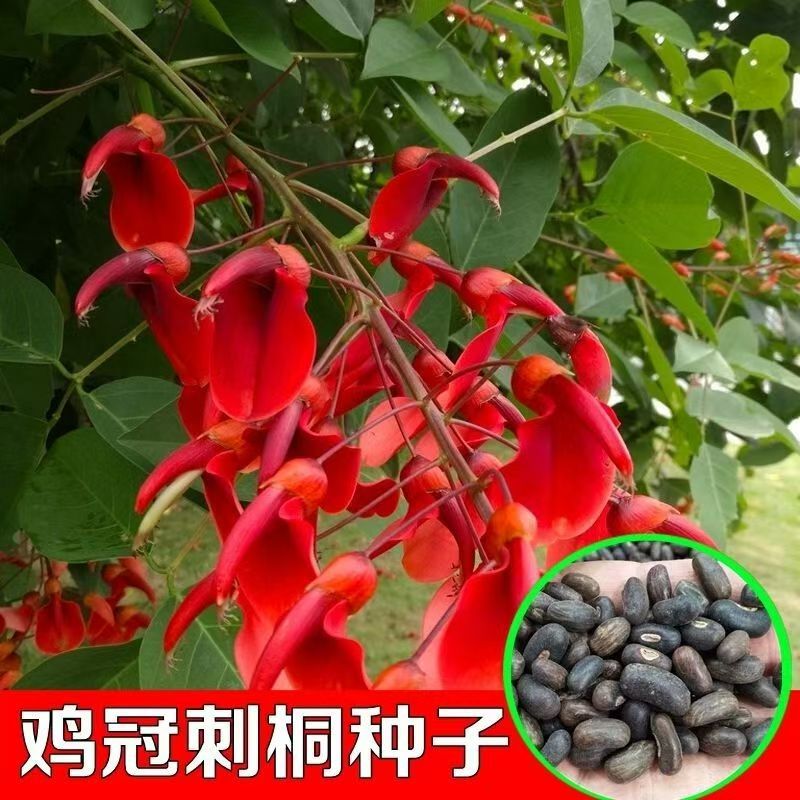 鸡冠刺桐种子林木种籽国产散装四季多年生景观绿化工程观叶种孑