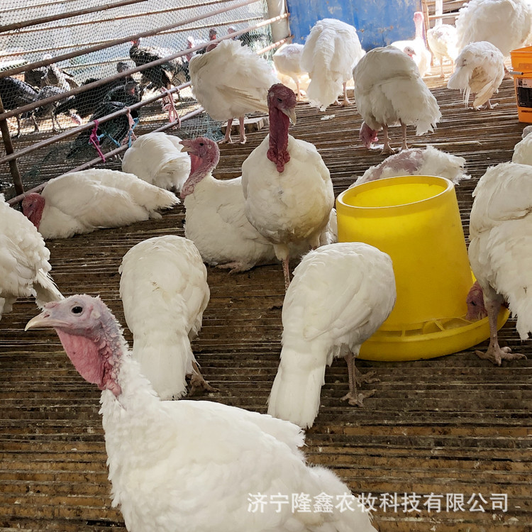 火鸡活苗活体青铜尼古拉贝蒂娜成年小鸡仔苗活物一对养殖技术火鸡