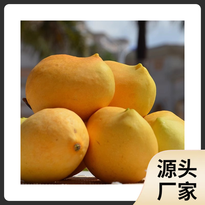 c缅甸圣德隆芒果新鲜圣芒果纯甜软糯爽应季水果无丝不塞-阿里巴巴