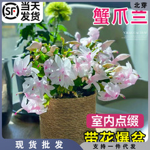 蟹爪兰盆栽带花苞嫁接重瓣新品种四季开花名贵花卉植物室内花绿植