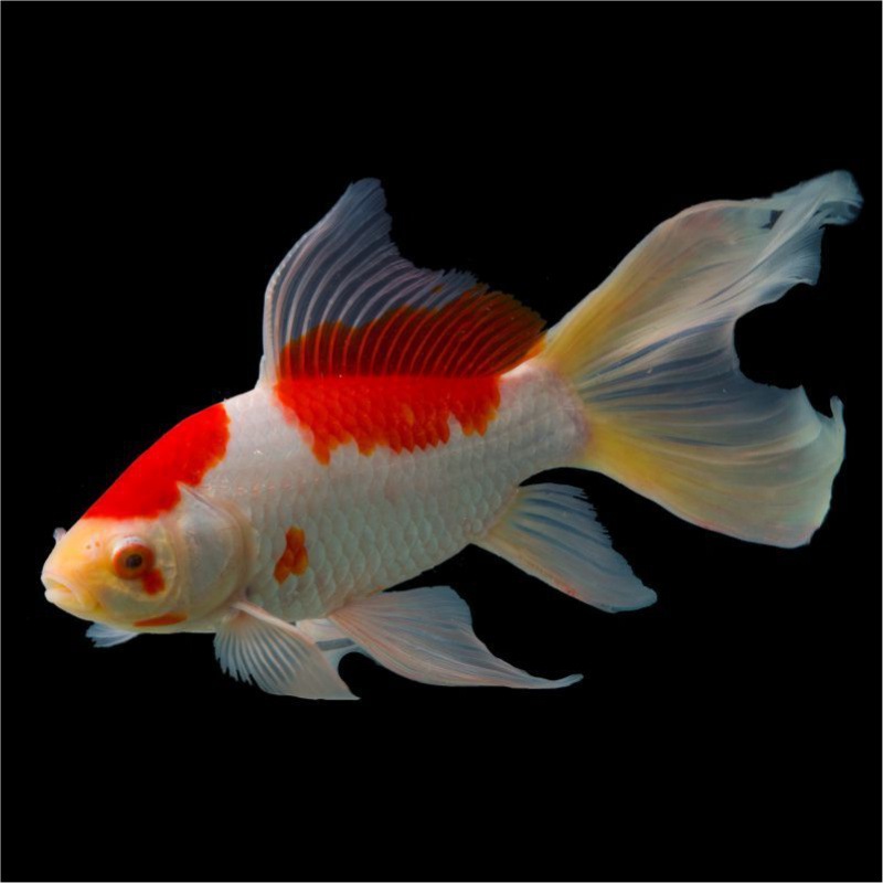 观赏金鱼大红草金红白草冷水观赏鱼鳍大尾巴好养练手鱼包邮包活