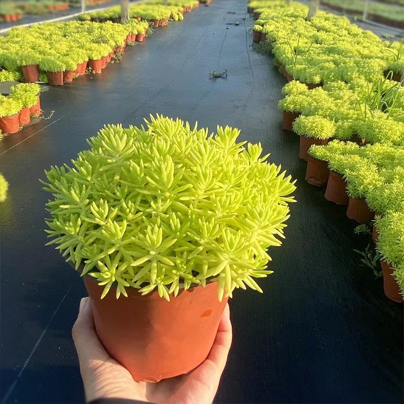 金叶佛甲草盆栽 黄金佛指甲 狗牙菜 园林绿化花镜彩叶地被植物