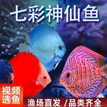 七彩神仙鱼燕鱼热带观赏鱼中大型活体盖子红鸽子天子蓝野彩阿莲卡