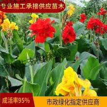 美人蕉苗庭院水池多年生水生植物花卉工程苗四季可栽观花植物湿地
