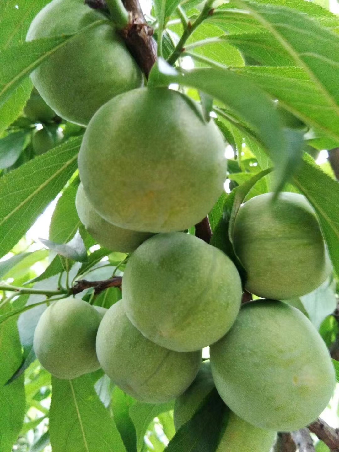 李子四川李子青脆李脱骨李四川龙泉青布林清脆李现发5斤大果包邮