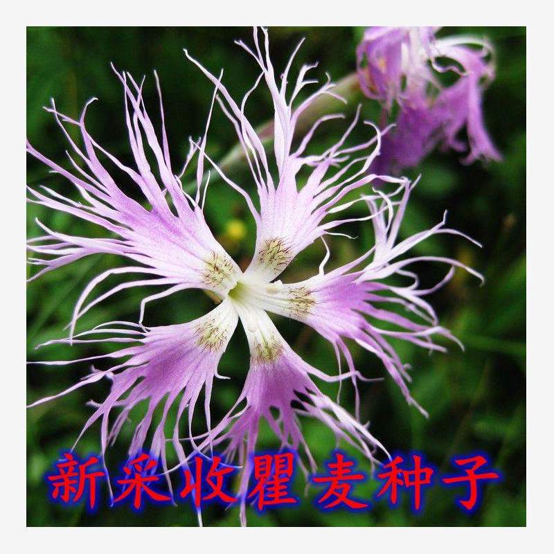 新采收瞿麦种子 药材种子 野麦 石柱花 十样景花 巨麦中草药花卉