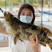 海南西沙深海纯天然海捕红东星斑鱼新鲜活速冻红星石