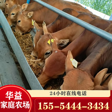 鲁西黄牛母牛带犊价格 4个月小黄牛价格 牛  哪里有肉牛犊