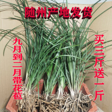 随州兰花苗蕙兰带花苞浓香型兰草九头兰花卉盆栽四季绿植按斤称