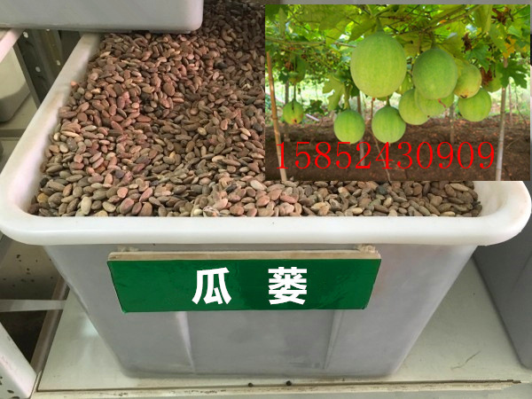 批发散装出售瓜蒌种子吊瓜子种子瓜蒌籽苦瓜栝楼种子瓜楼种子包