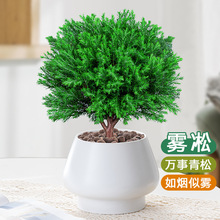 雾凇盆栽植物四季常青室内阳台庭院好养易活桌面绿色盆景绿植松树