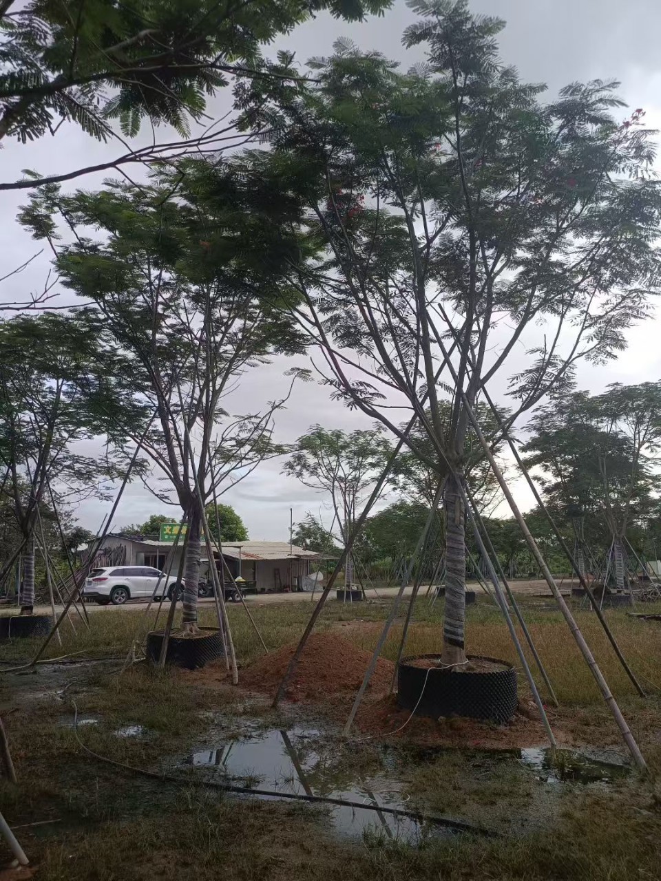 全冠凤凰木金凤树红花楹小区公园景区行道树苗市政绿化树苗20-30