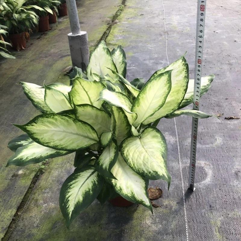 1080广州批发 绿植盆栽 盆栽花卉 居家绿植 小盆栽 粉黛160