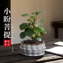 小盼菩提树盆栽室内禅意中式摆件客厅植物绿植办公室桌面花卉盆景