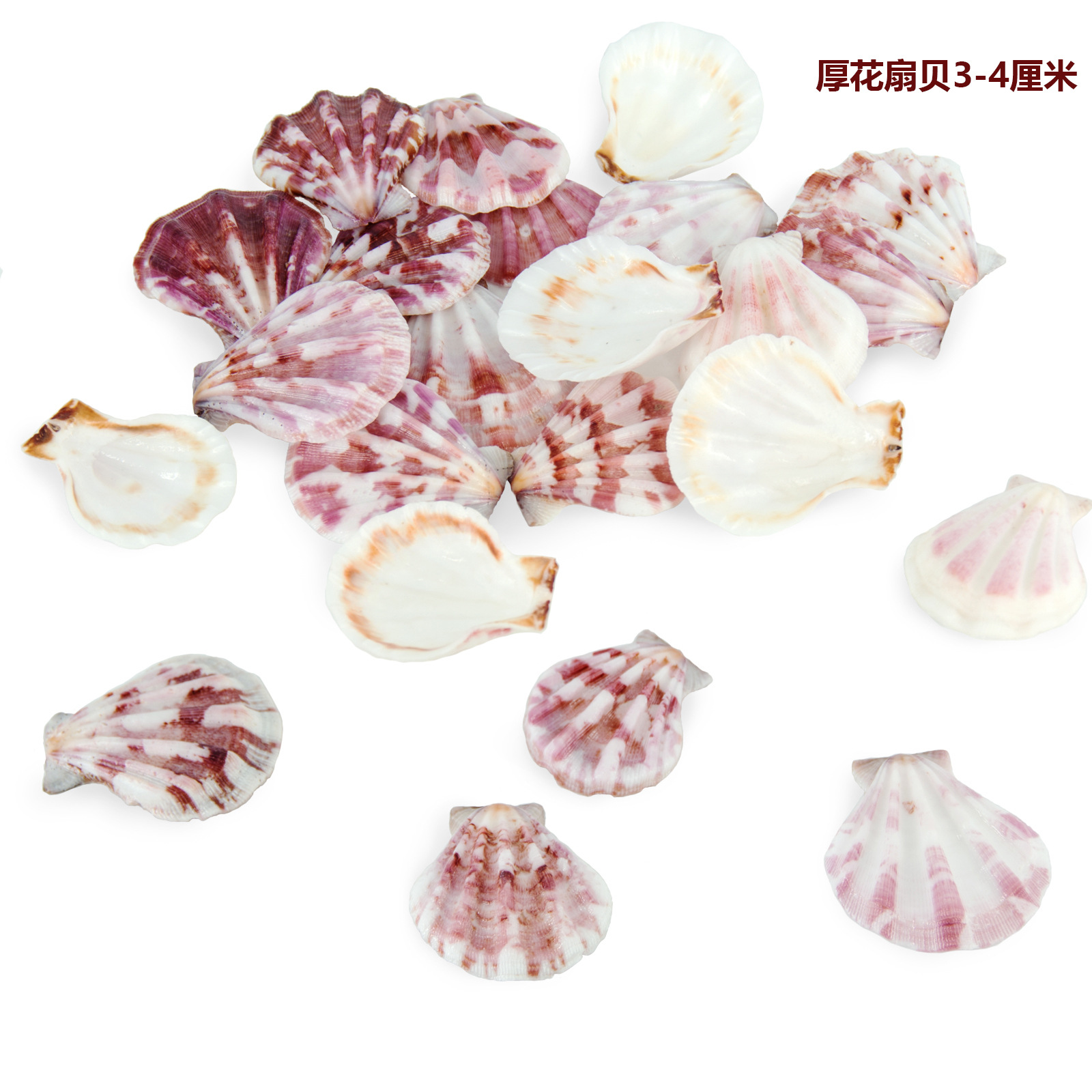 爱贝来自然贝壳海螺七彩贝批发彩色扇贝鱼缸水族装饰教学贝壳原料