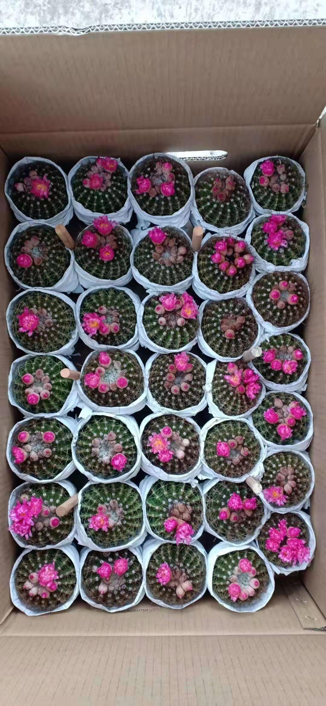 仙人球多肉红彩玉花期到了带花包仙人球盆栽仙人掌