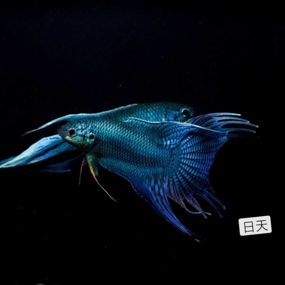 中国斗鱼,精品蓝蛇大尾展爆针,黑叉,冷水鱼,好养易活-阿里巴巴