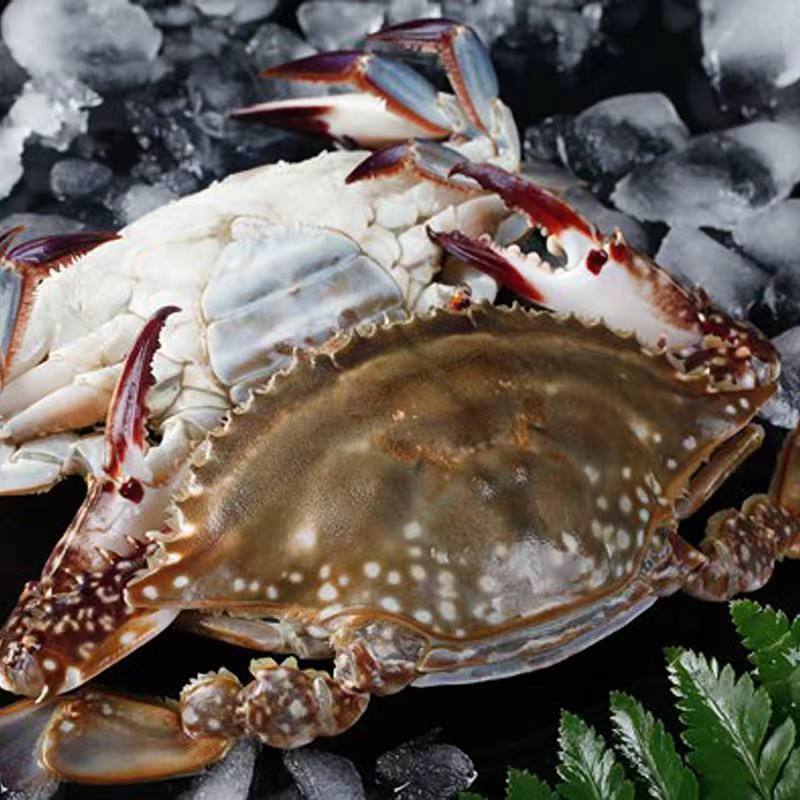 梭子蟹鲜活冷冻新鲜大白蟹飞蟹梳子蟹包邮海蟹特大号海鲜批发批发