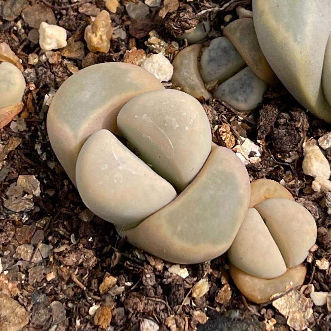 多肉植物 菊水玉 meyeri生石花 干净无纹奶白色 花卉园艺绿植盆栽