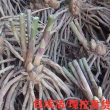 批发芦笋根苗现挖新芦笋苗三年苗四季种植蔬菜苗食用田园菜园阳台