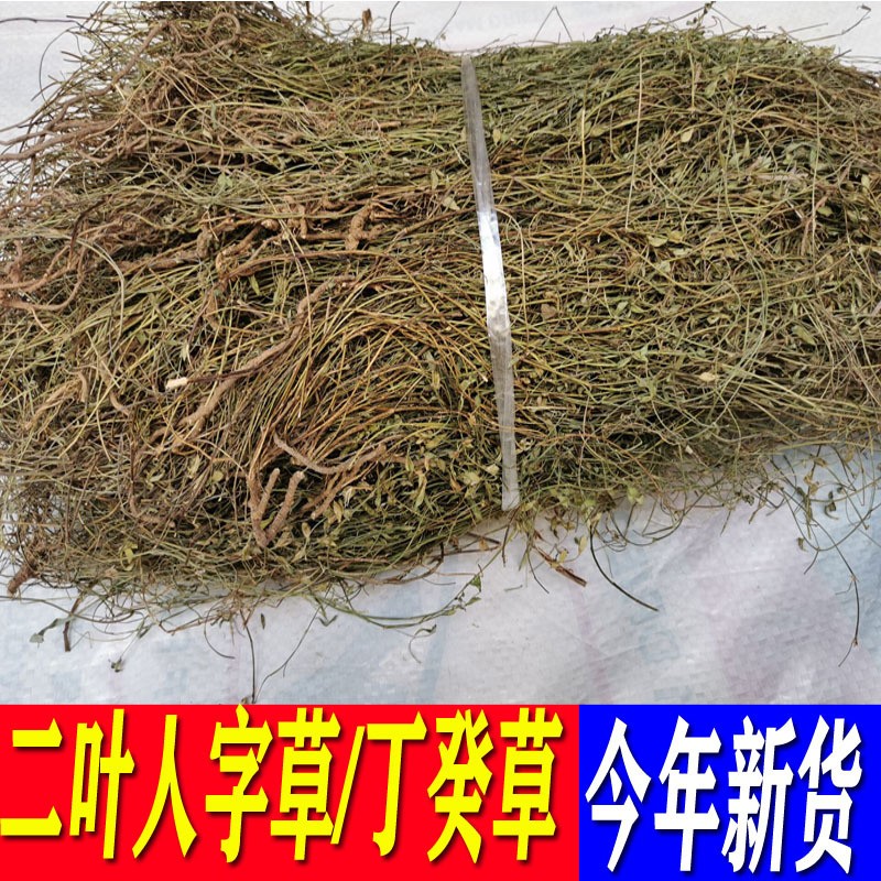 叶人字草