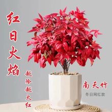 火焰南天竹耐寒四季不落叶耐寒越冷越红室外冬季中国红绿植盆栽