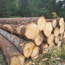 源头厂家定制杉木桩 防洪进口原木装修装饰木工程专用打桩木加工