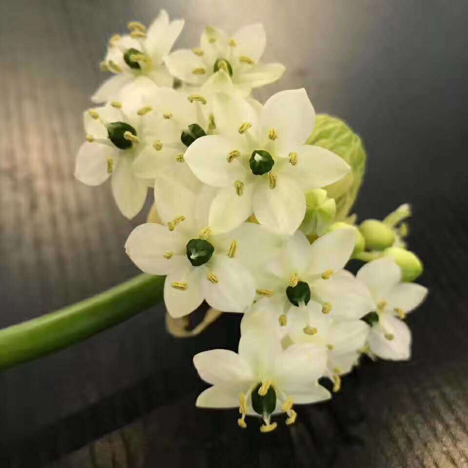 恒伯利亚之星天鹅绒鲜切花新鲜水养配花家用办公云南基地直发包邮