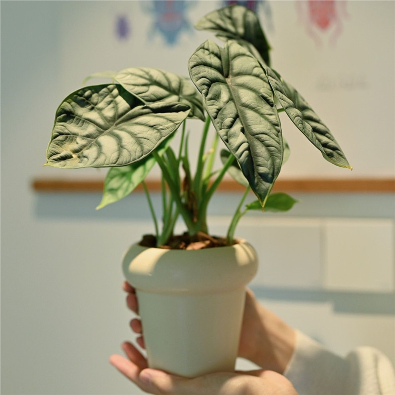 拾花季园艺金鱼花虎皮兰小盆栽书房办公室内桌面植物四季常青盆栽