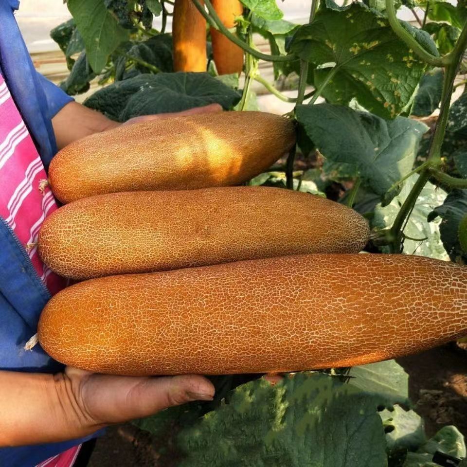 麻皮黄瓜种子节节瓜新品种东北老黄瓜秋黄瓜种耐热春夏秋季播高产