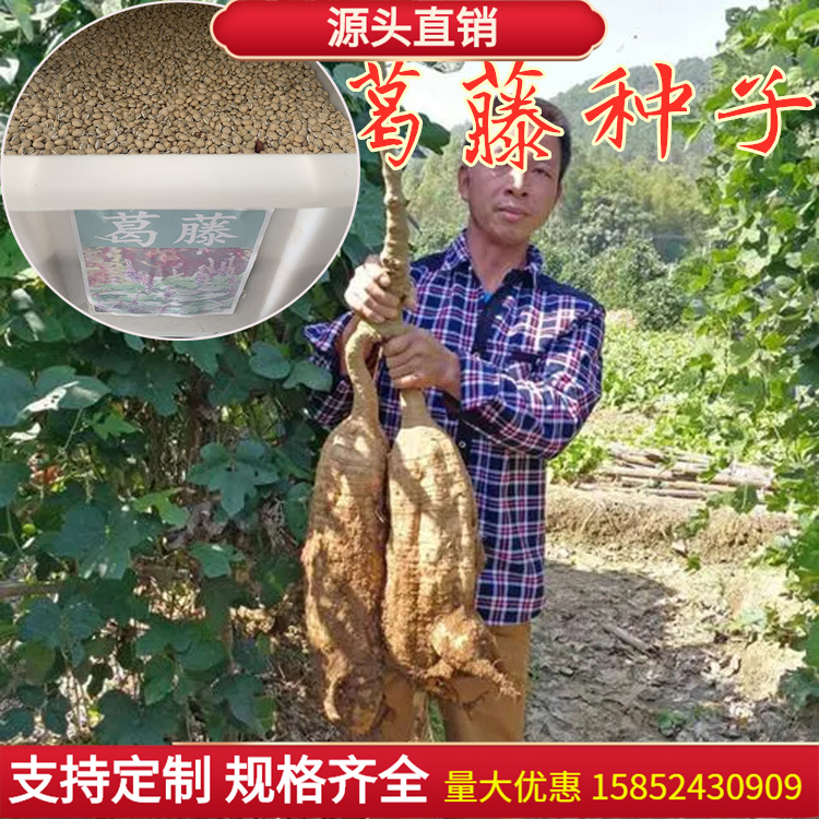 葛藤种子野葛粉葛藤甜葛藤葛条葛根种子护坡草种荒山绿化种子