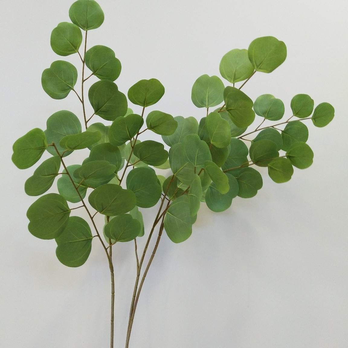 尤加利叶苹果油加利金钱叶北欧家居样板间装饰婚庆摄影叶材植物