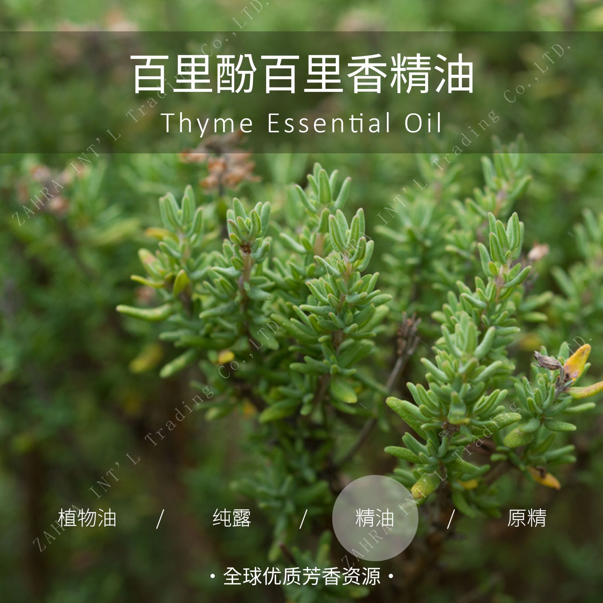 西班牙 | 进口百里酚百里香单方精油