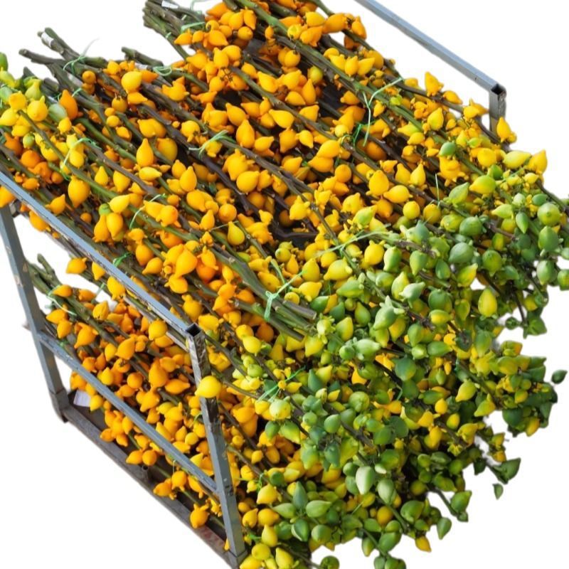 五代同堂黄金果小猪佩奇五代果大果云南基地直发鲜切枝家居插花