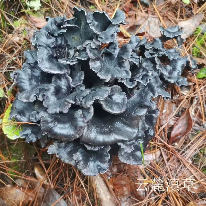 干巴菌云南 干货 天然菌 云南特产 100g包邮-阿里巴巴