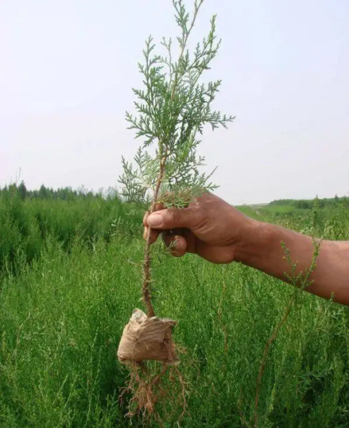塔柏树苗松树苗 龙柏苗 侧柏 柏树 清明松 绿化松 塔松