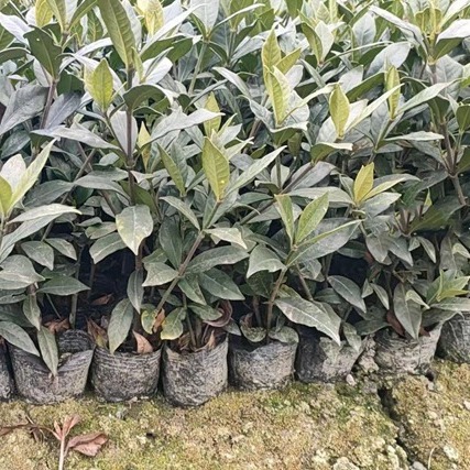 二栀子小杯苗 小叶栀子花 四川园林景观工程绿化苗木绿植批发