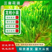 龙柏苗龙柏小苗塔柏侧柏绿化小苗 工程苗道路绿化苗量大批发