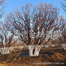 景观蒙古栎大树 丛生蒙古栎多分枝容器杯苗 苗圃独杆蒙古栎规格全