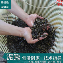 泥鳅苗鲜活饵台鳅钓鱼路亚鱼乌龟观赏鱼圆鳅水族活体饲料喂食包邮