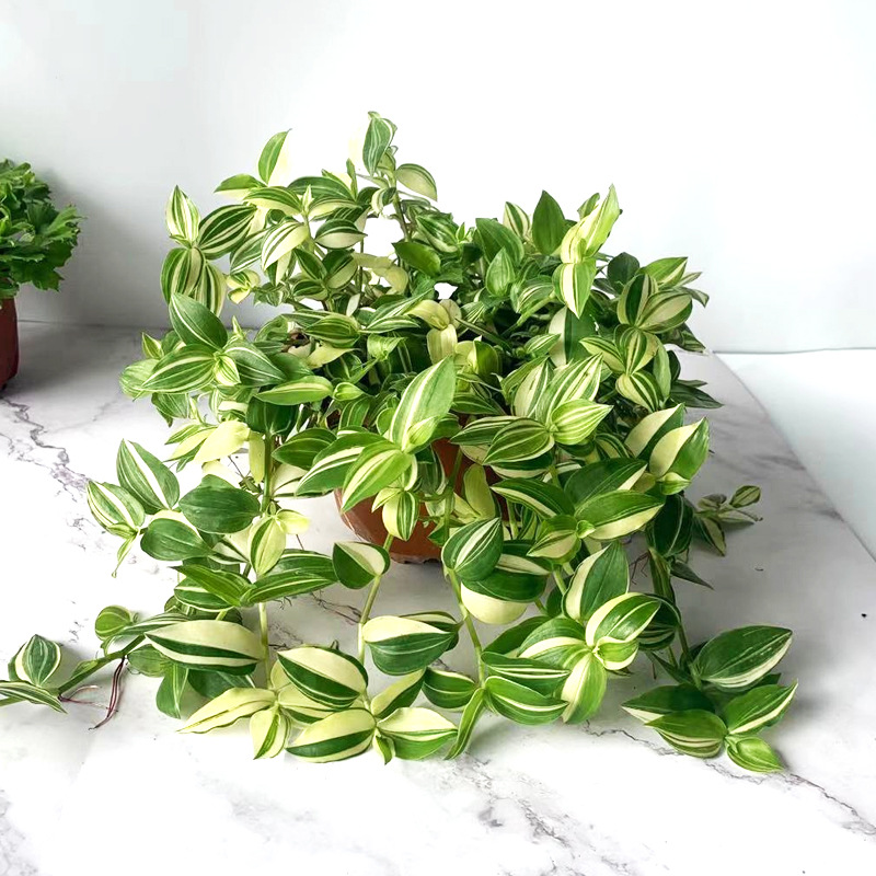 青白玉花叶婚纱吊兰油画婚礼鸭跖草室内阳台垂吊挂绿植耐阴盆栽
