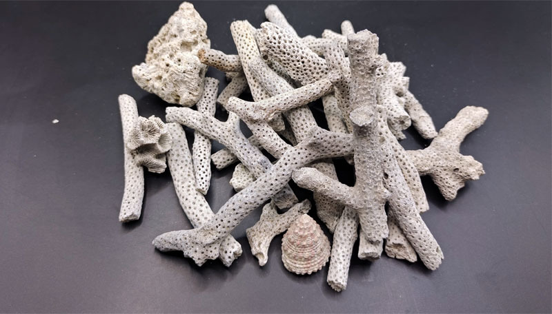 鱼缸过滤材料精选珊瑚骨海鲜池鱼塘养殖过滤珊瑚石ph调节送网袋