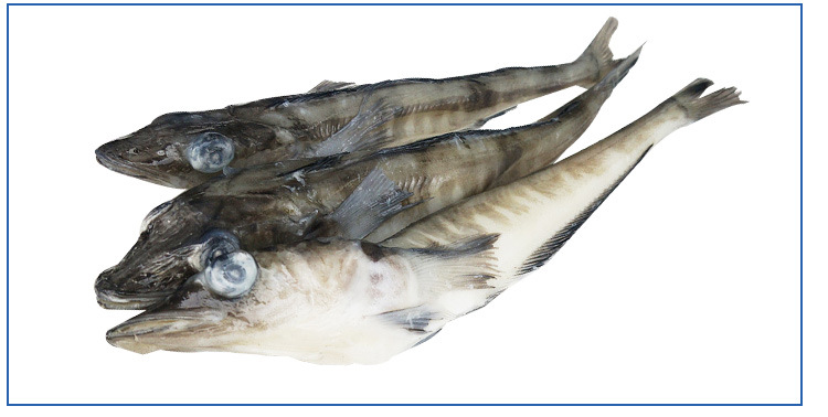 深海冷冻新鲜海鱼 酒店餐饮用南极冰鱼 多规格食堂超市南极冰鱼